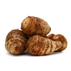 Colocasia